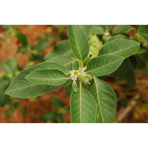 healthy energy booster – ASTRAGALUS COMPLEX – astragalus immune support 3 BOTTLE