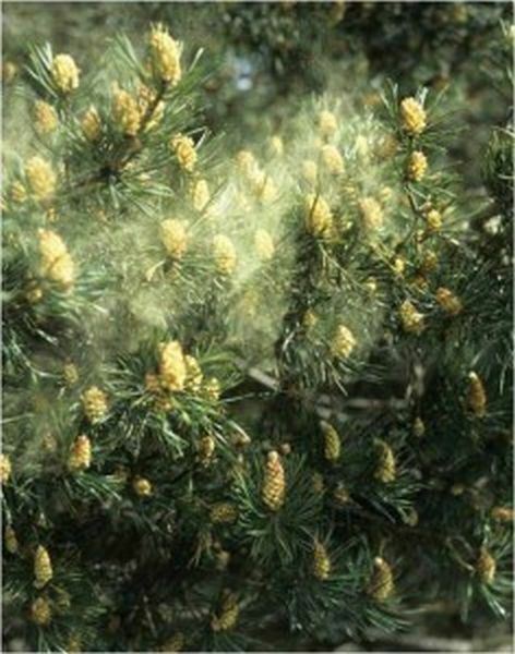 Pine Pollen 20:1 Extract Powder 50g – Wild Harvested Organic Super Extract