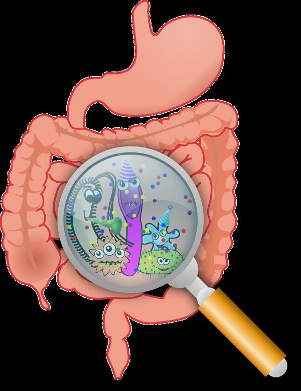 Streptococcus Thermophilus – Probiotic Complex 40 Billion CFUs – Energy Levels 6