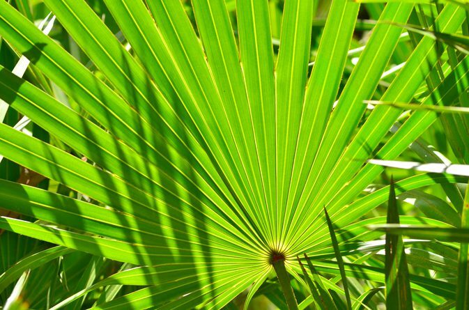 natural testosterone booster – SAW PALMETTO 500MG – hormone balancing pills 3B