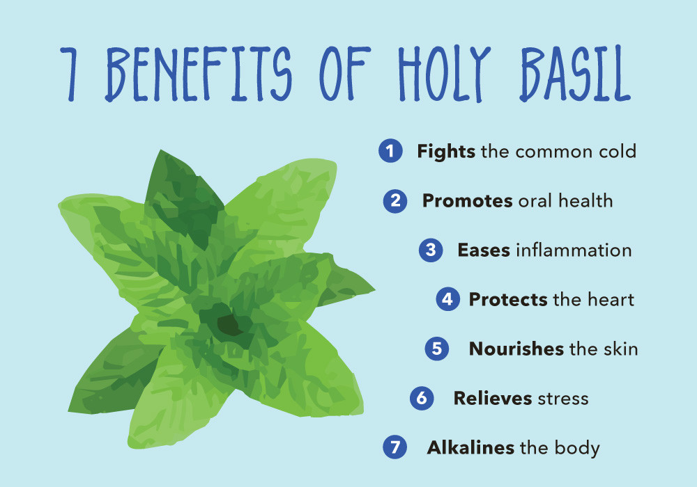 blood pressure control – Holy Basil Extract 750mg 2B – rich in antioxidants