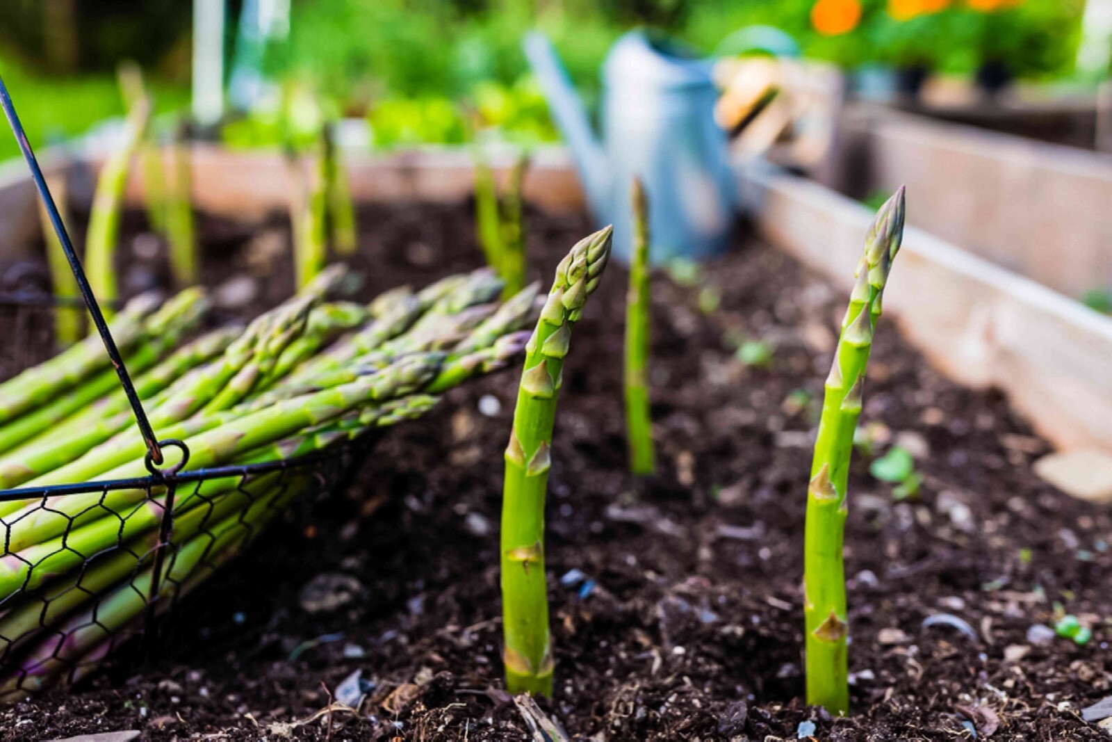 Whole food extract – ASPARAGUS YOUNG SHOOTS – Immune system support 1Bot 60Caps
