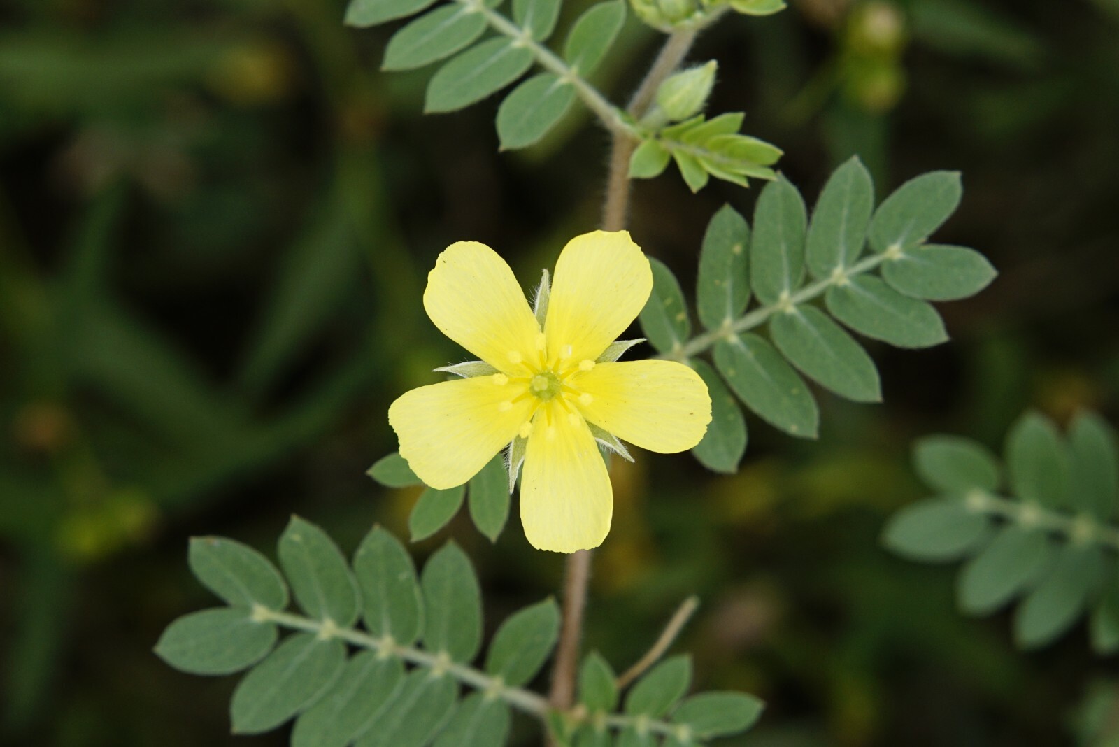 Tribulus terrestris and Ginkgo Biloba Testosterone booster Muscle Weight gainer