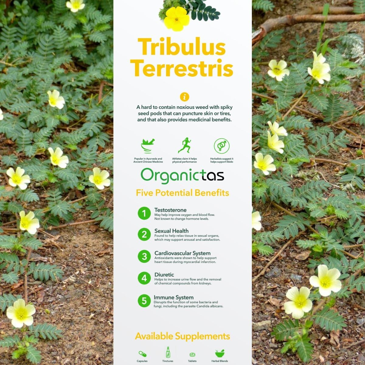 Best TRIBULUS TERRESTRIS Bodybuilding Tea for Men & Women Body Building, Detox .