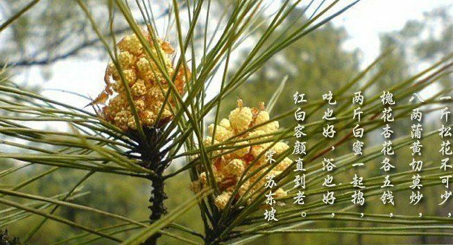 Pine Pollen 20:1 Extract Powder 50g – Wild Harvested Organic Super Extract