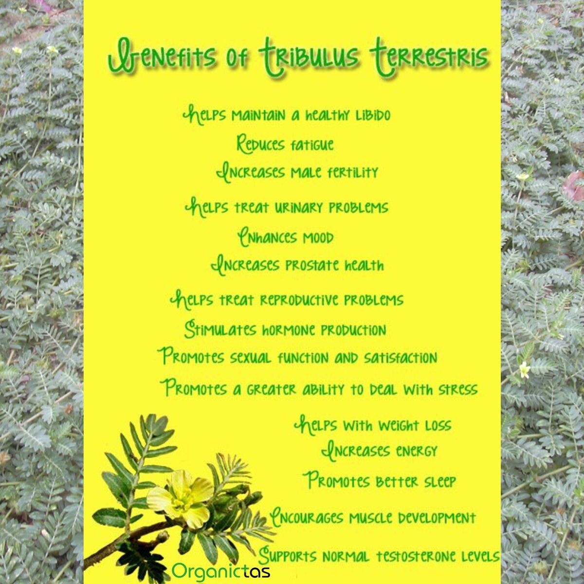 Best TRIBULUS TERRESTRIS Bodybuilding Tea for Men & Women Body Building, Detox .