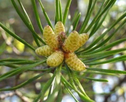 Pine Pollen 20:1 Extract Powder 50g – Wild Harvested Organic Super Extract