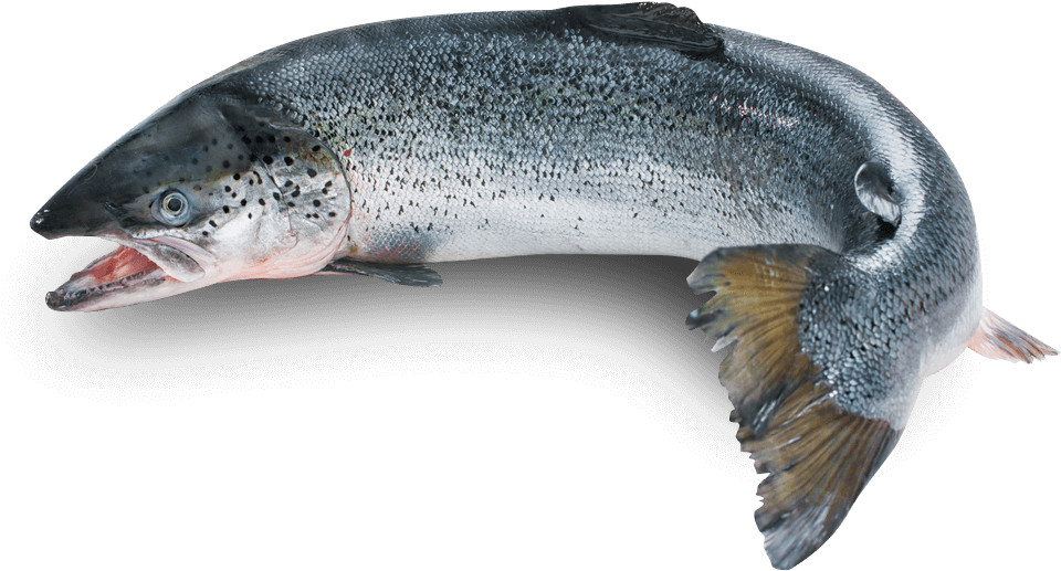 bone health and heart health – WILD ALASKAN SALMON – natural mood enhancer 3B