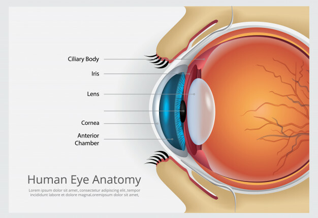 vision defense – EYE VISION GUARD – bilberry complex 2B