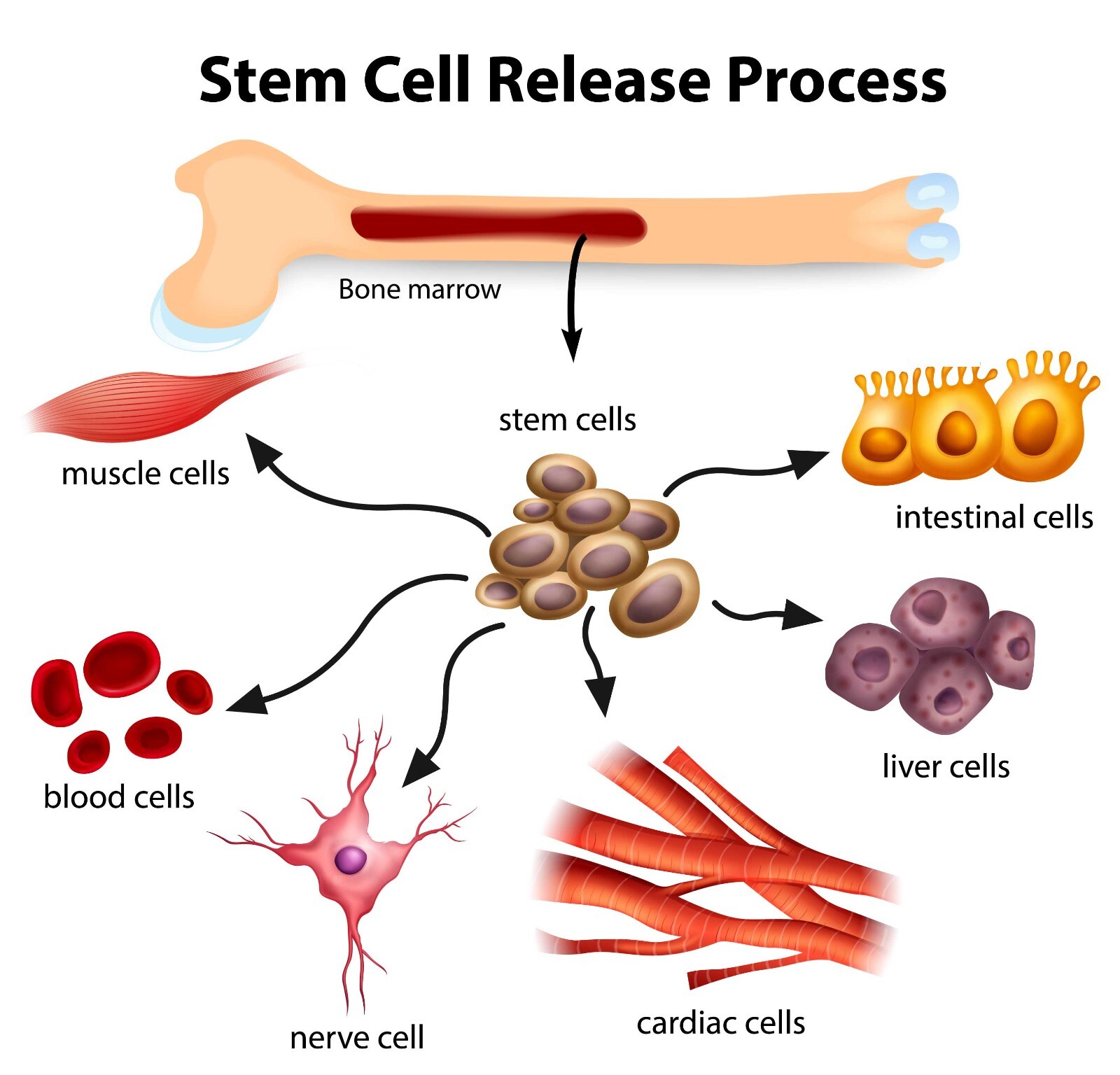 Stemforte Stem Cell Nutrition Capsules Stem cell activator 90 ct – Pack of 2
