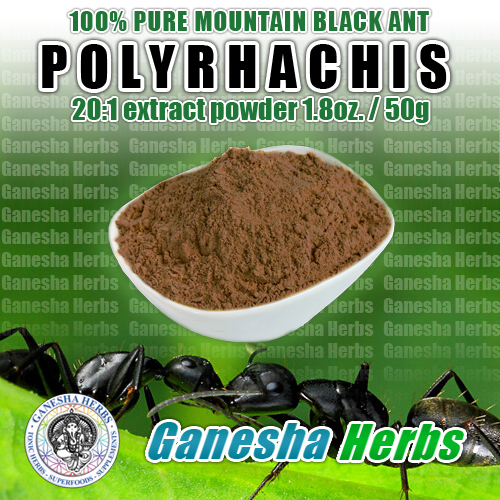 100% PURE Mountain Ant Vic. Roger POLYRHACHIS High Potency Extract powder 100g.