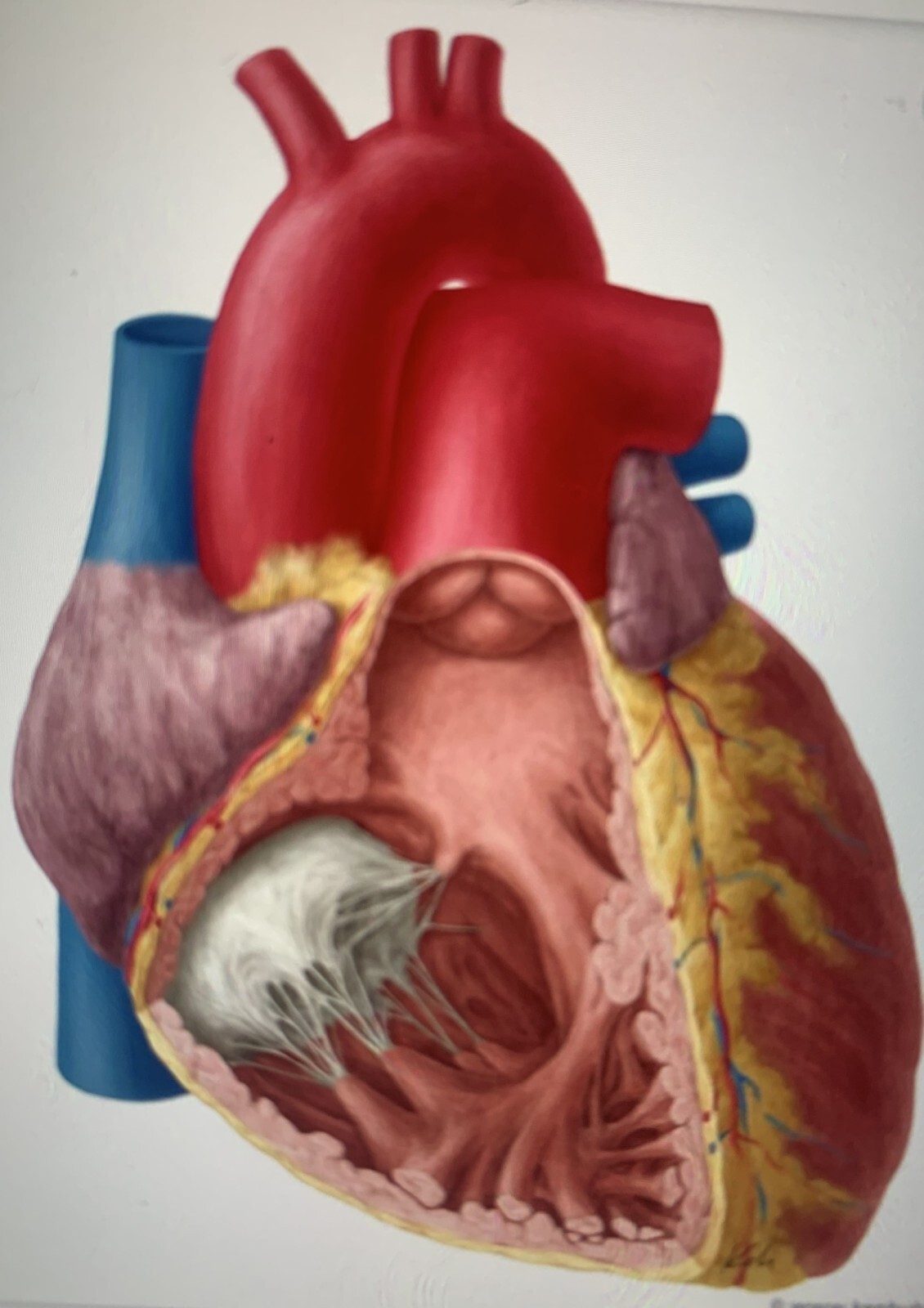 Fuerza Vital Cardioprotector