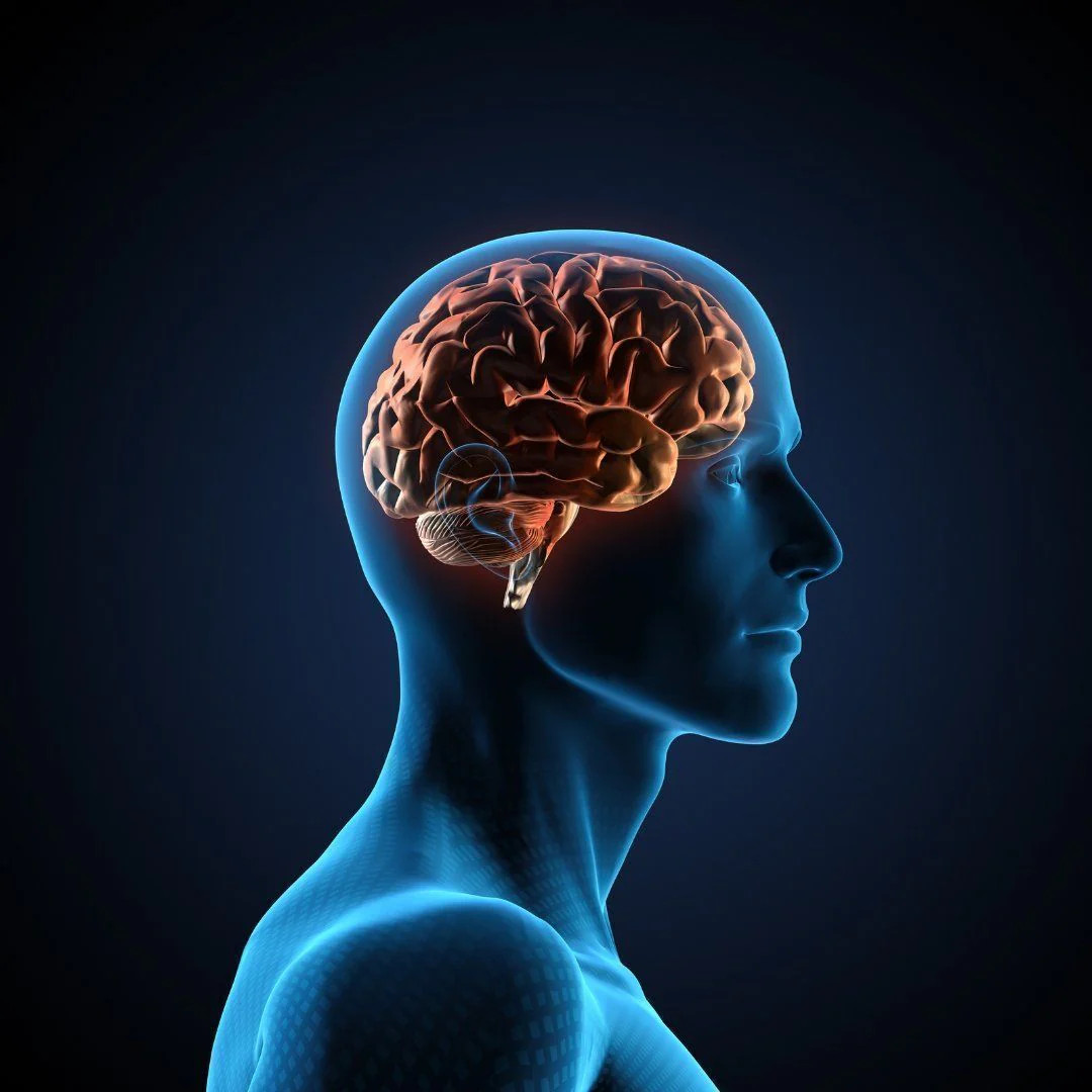 Neuro Plus Brain Supplement for Increased Focus & Cognitive Performance