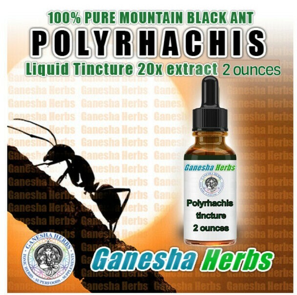 Wild Mountain Ant Vicina Roger POLYRHACHIS LIQUID TINCTURE 2 ounces / 60ML