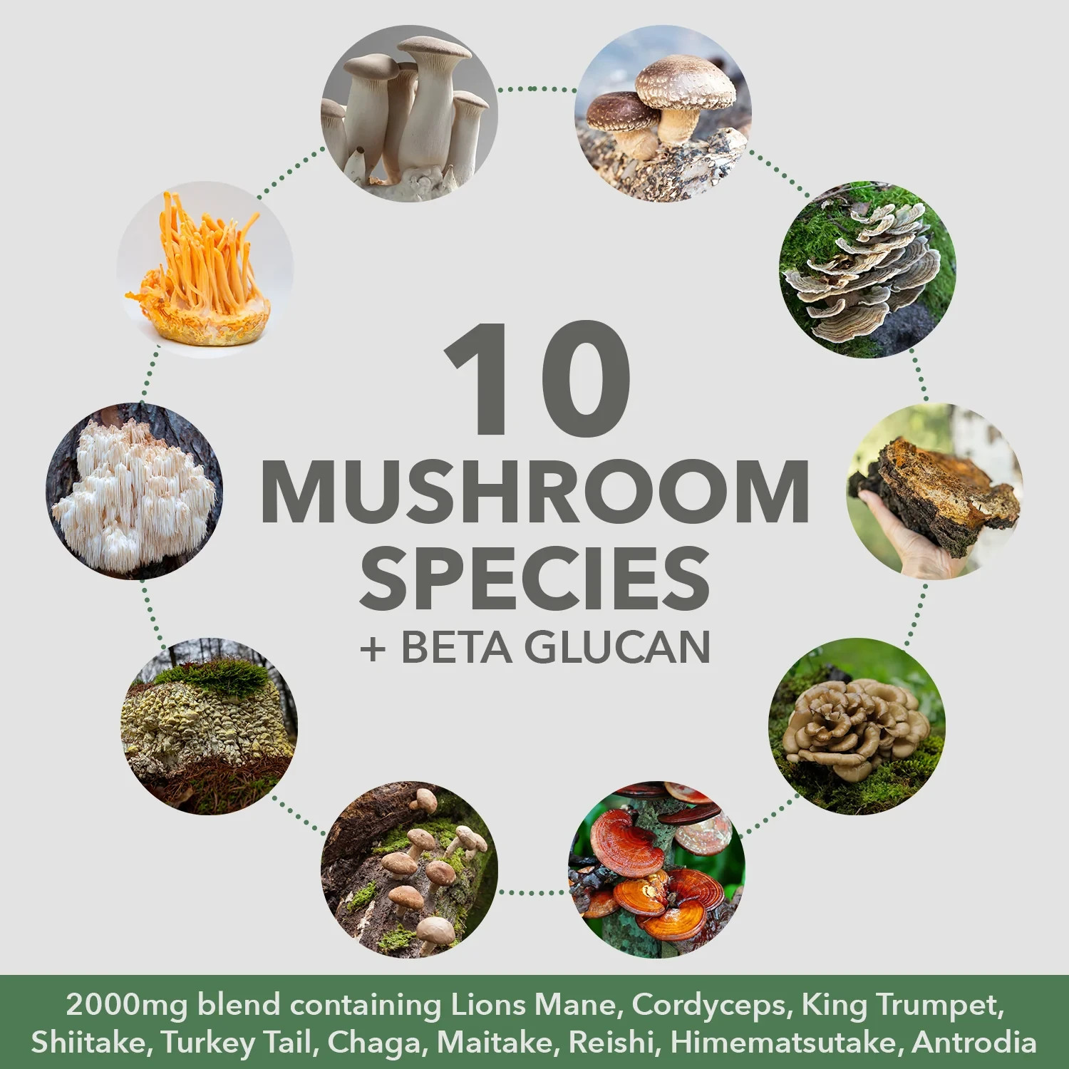 PlantFusion Organic Mushrooms + Protein Creamy Vanilla Bean 15 oz