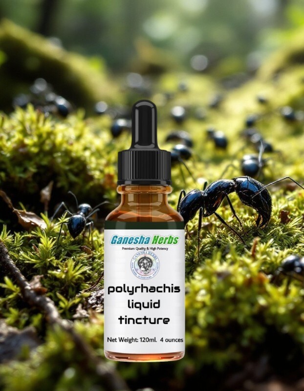 POLYRHACHIS Wild Mountain Ant Vicina Roger LIQUID TINCTURE 4 ounces / 120ML
