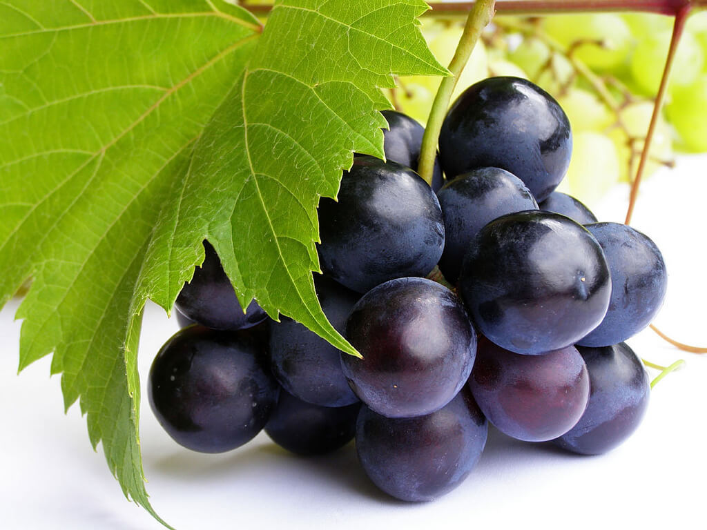 Antioxidant berry powder – RESVERATROL – GRAPE SEED EXTRACT COMBO – resveratrol