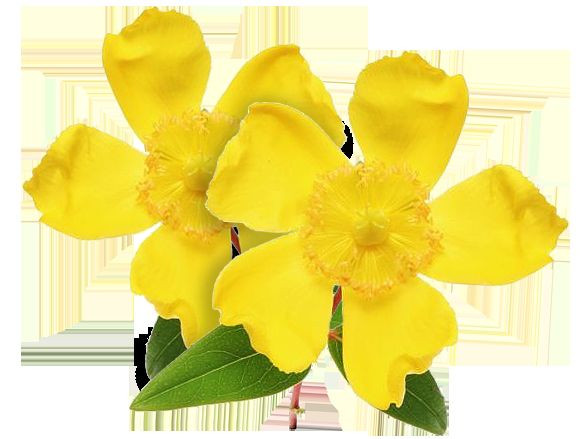 Mood Enhancement – ST. JOHN’S WORT EXTRACT – Pure Ingredients – 2 Bot 120 Ct