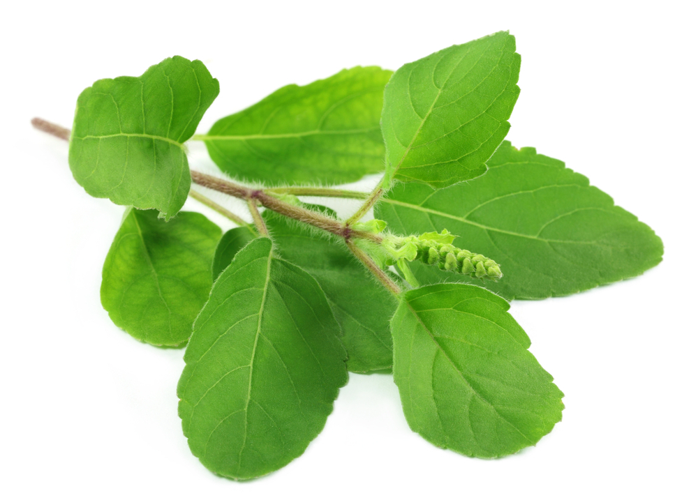 Mood bracelet – HOLY BASIL EXTRACT 745MG 2B – basil cleaner