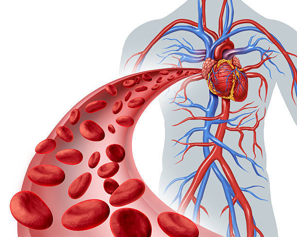 Pre-workout Nitric oxide – NITRIC OXIDE 2400 Mg – 1B – cardioprotective benefits