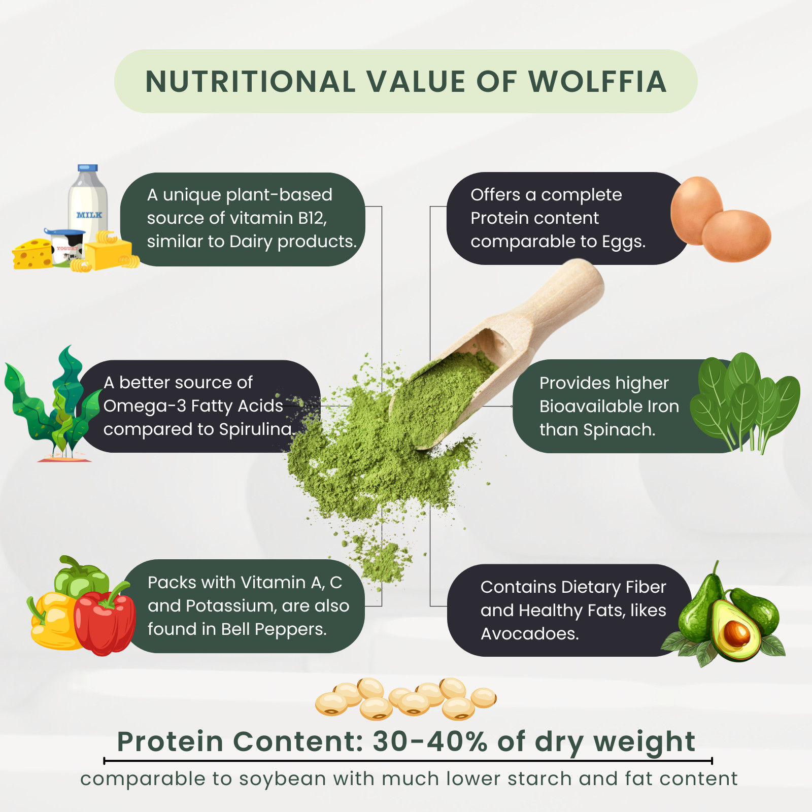 Pure Dried Wolffia Globosa Powder Plant Base High Protein Superfood, B12 Vegan