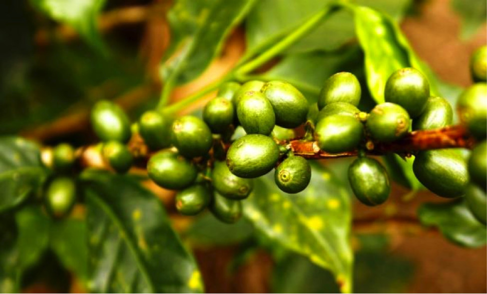 Green coffee complete – PURE GREEN COFFEE CLEANSE – natural supplements – 1 Bot