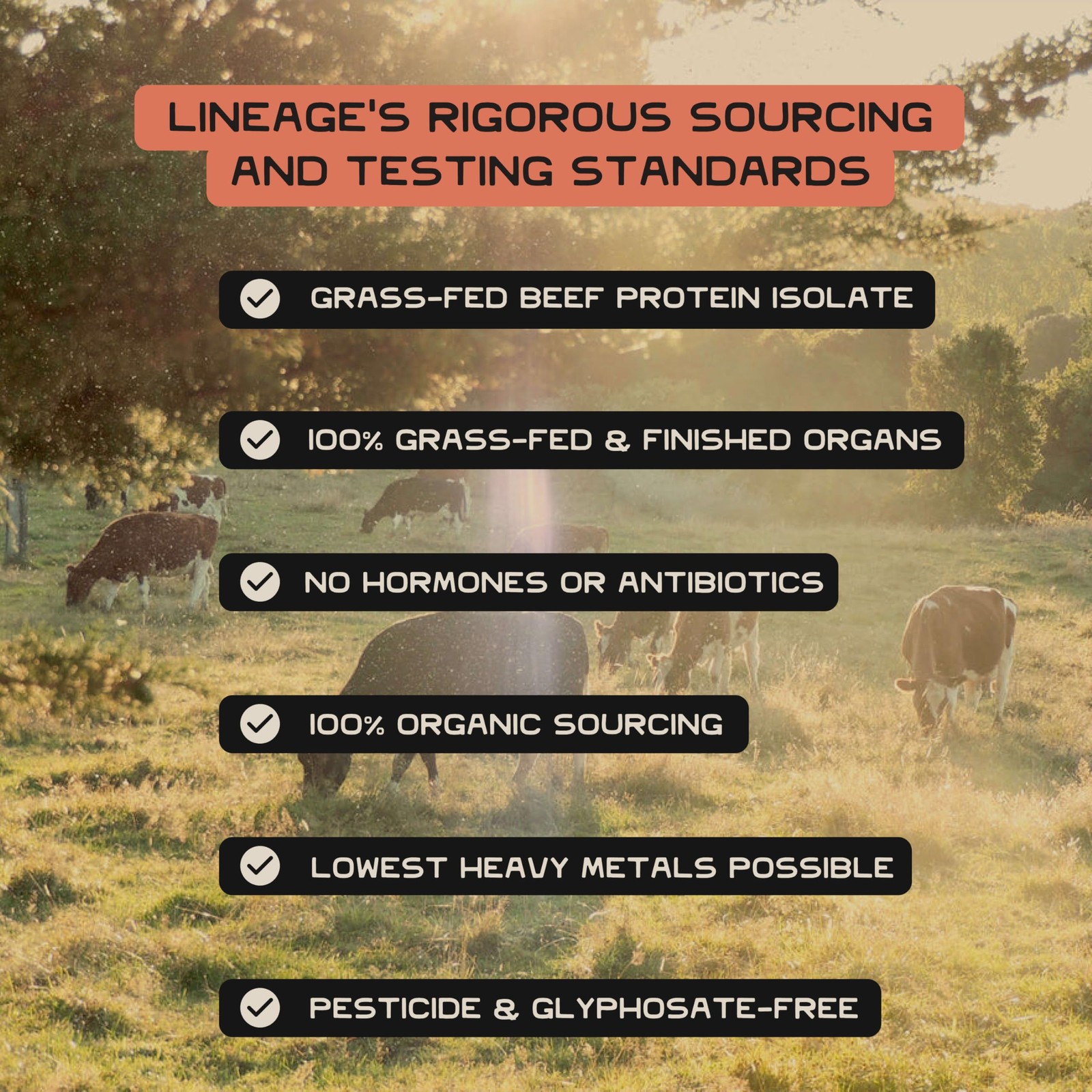 Lineage Provisions Micronized Creatine Monohydrate with Sea Salt – Micronized…