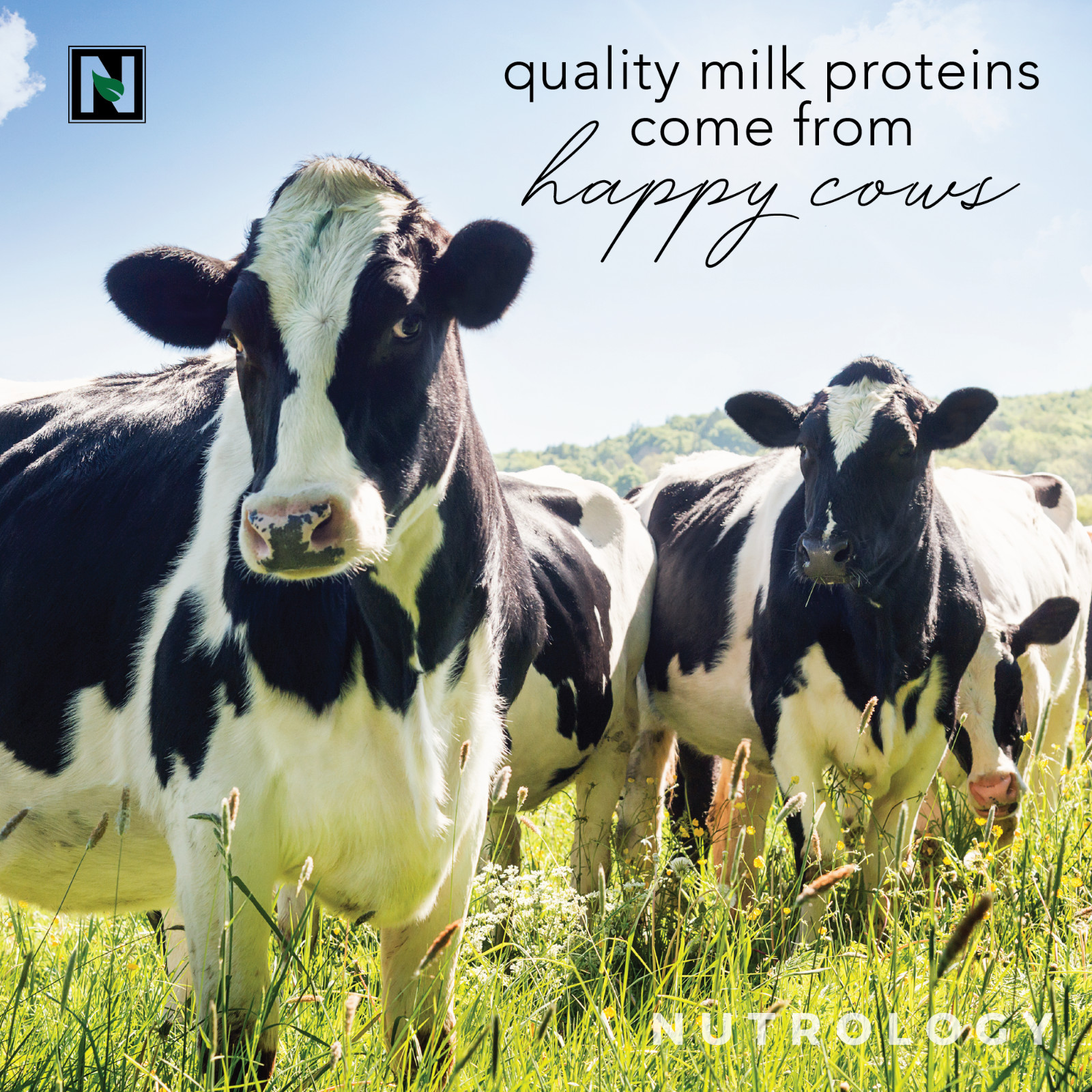 TRIPACT Non-GMO Grass Fed Whey Protein-Plant Proteins- Creamy Chocolate