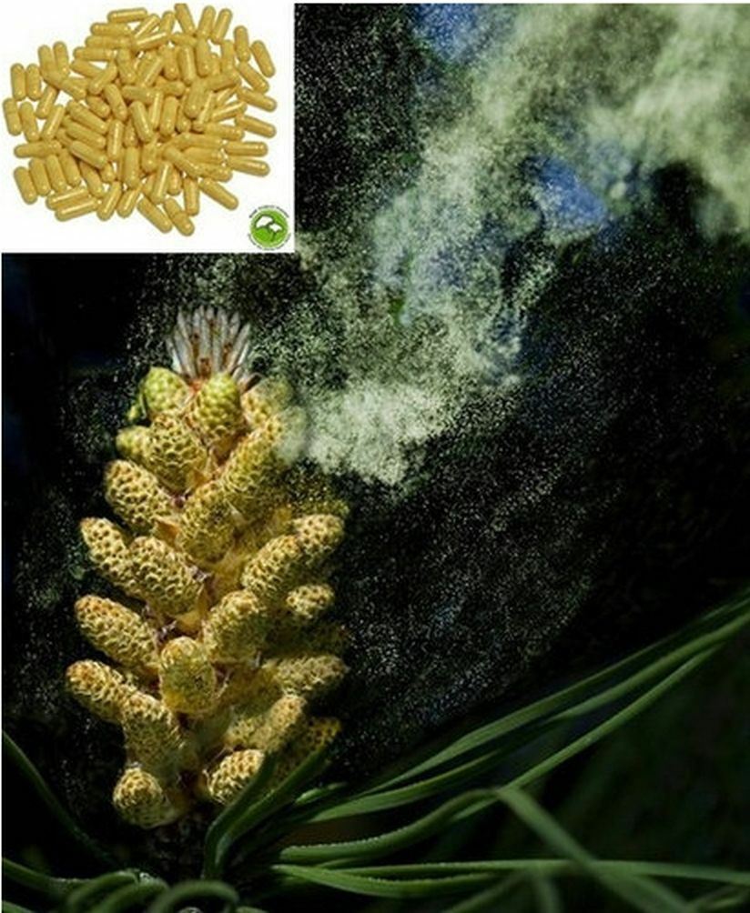 Pine Pollen 20:1 Extract Powder 50g – Wild Harvested Organic Super Extract