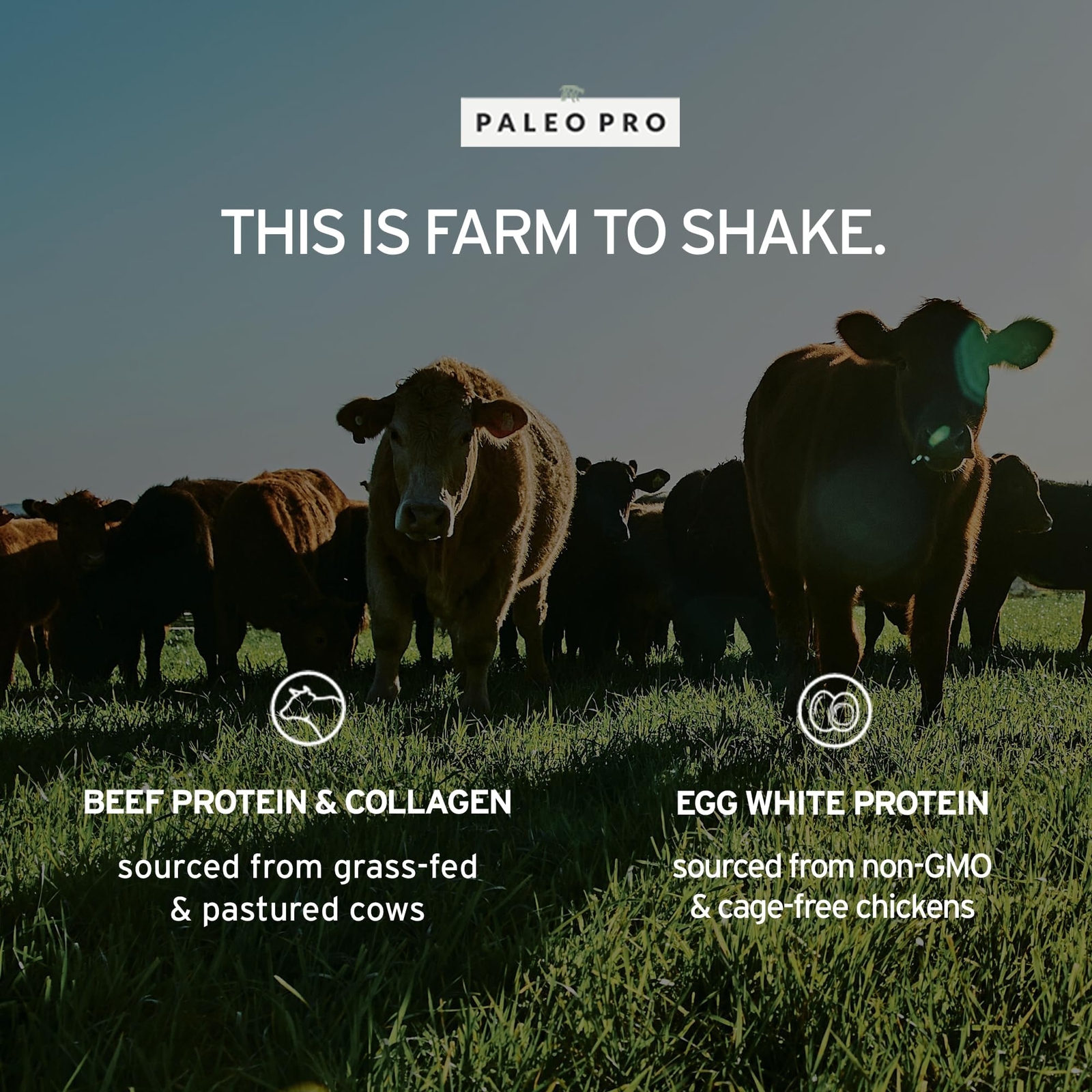 Paleo Protein Supplement Powder 1 Pound Grass Fed Beef Egg White Grain Free