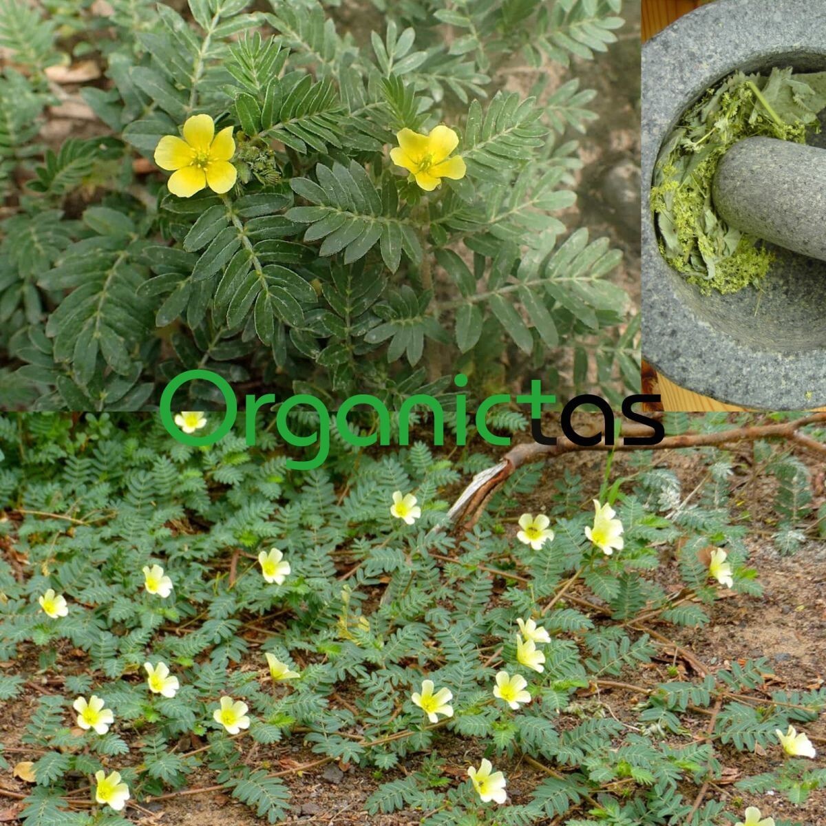 Best TRIBULUS TERRESTRIS Bodybuilding Tea for Men & Women Body Building, Detox .