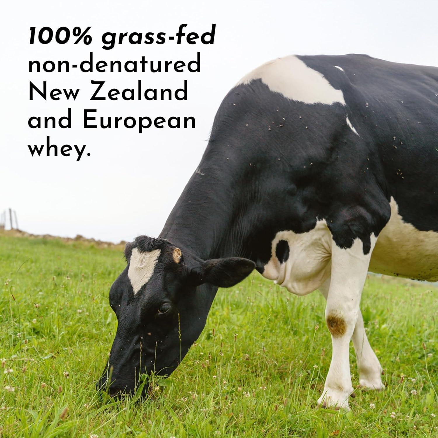 Mint Chocolate Protein Powder | 15 Servings | 24G Grass-Fed New Zealand Whey + 4
