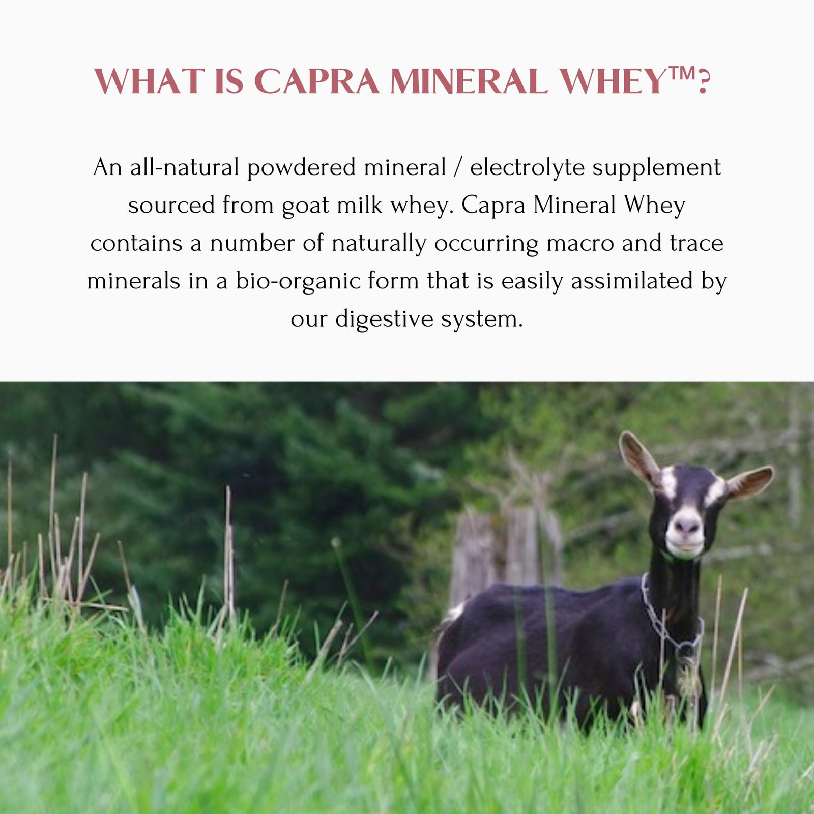 Mt. Capra Mineral Whey | A Whole Food, BioAvailable Mineral/Electrolyte Powde…