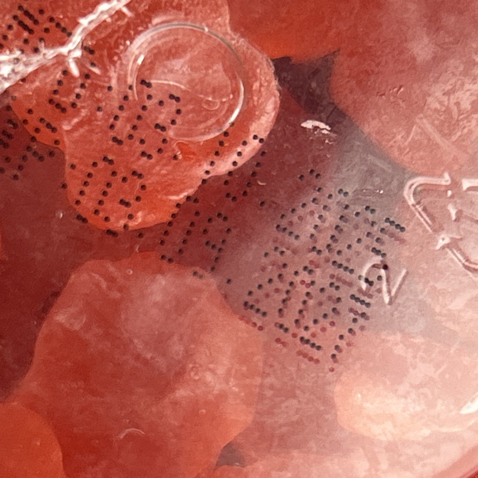 New 2 Creative Monohydrate Gummies 5000mg 90 Ct Sugar Free Strawberry EXP 3/27