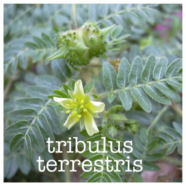 Advanced formula booster – TRIBULUS TERRESTRIS with maca – 2 Bottles 180 Tablets