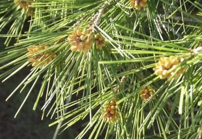 Pine Pollen 20:1 Extract Powder 50g – Wild Harvested Organic Super Extract