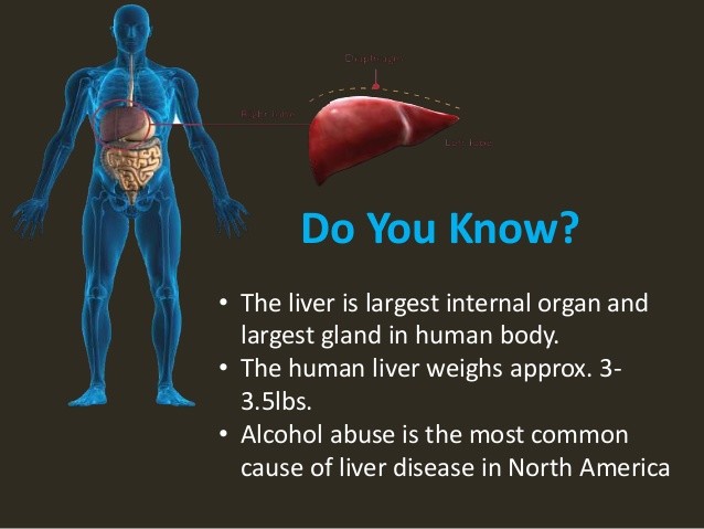 whole body cleanse – LIVER DETOXIFIER FORMULA – liver support – 1 Bottle