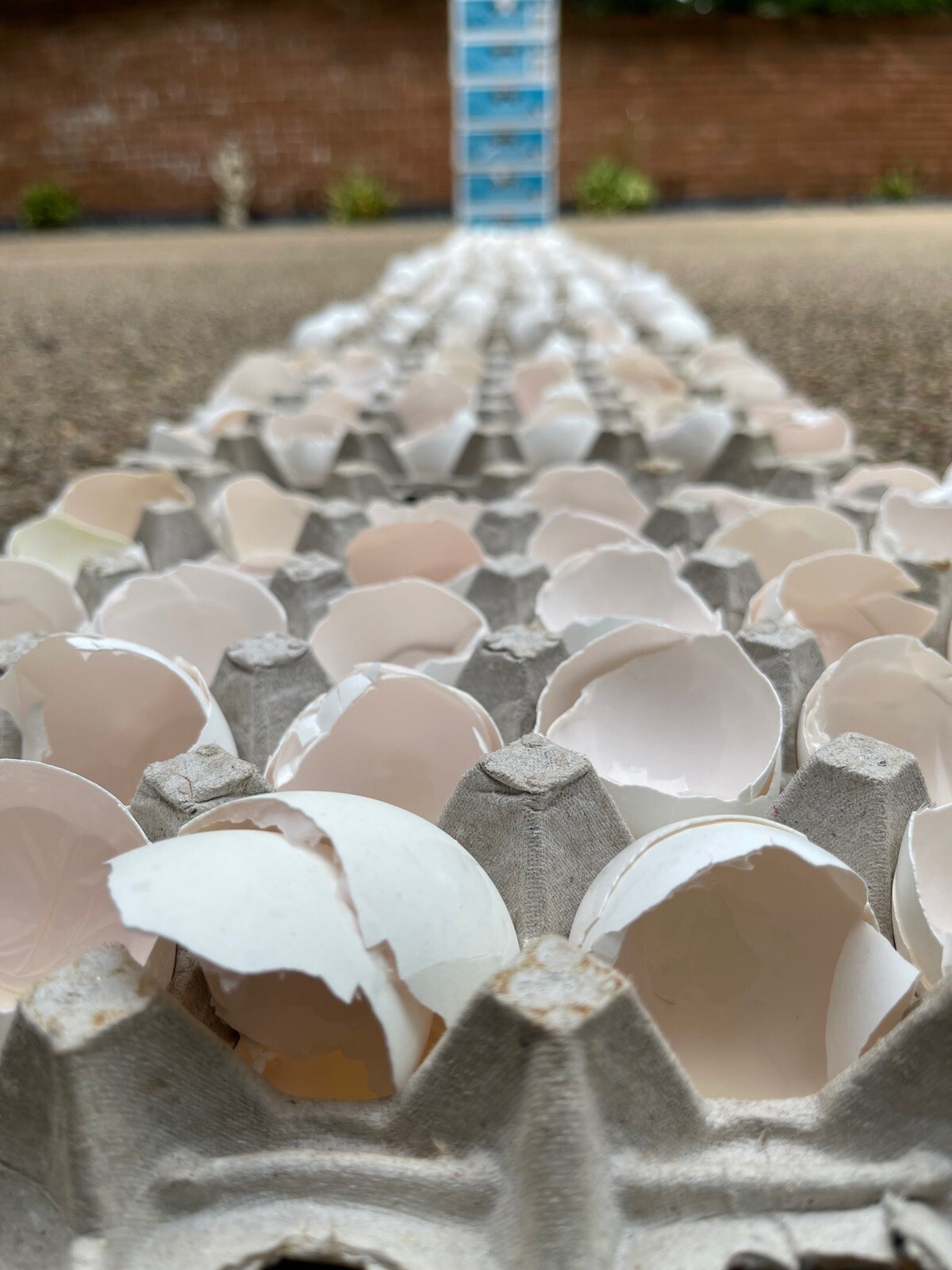 fresh egg whites 100% Liquid Egg Whites cage free eggs Frozen from fresh 64oz