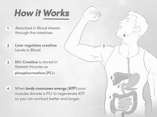 Creatine Monohydrate improve strength & power 100 gm