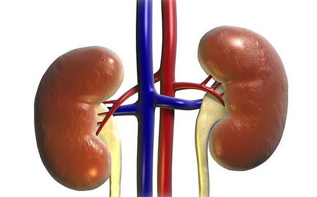multivitamins and minerals – KIDNEY SUPPORT 700MG – anti inflammatory pills 3B