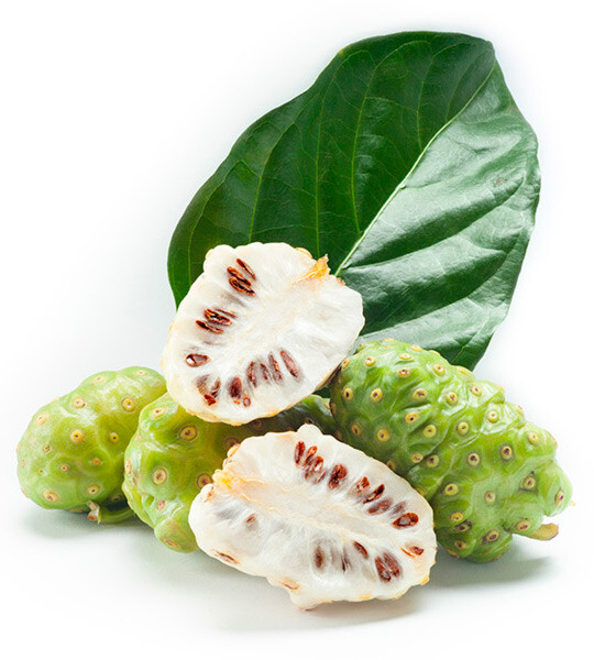 Noni Pills – NONI EXTRACT 500mg – Morinda Citrifolia 2 Bottles 120 Capsules
