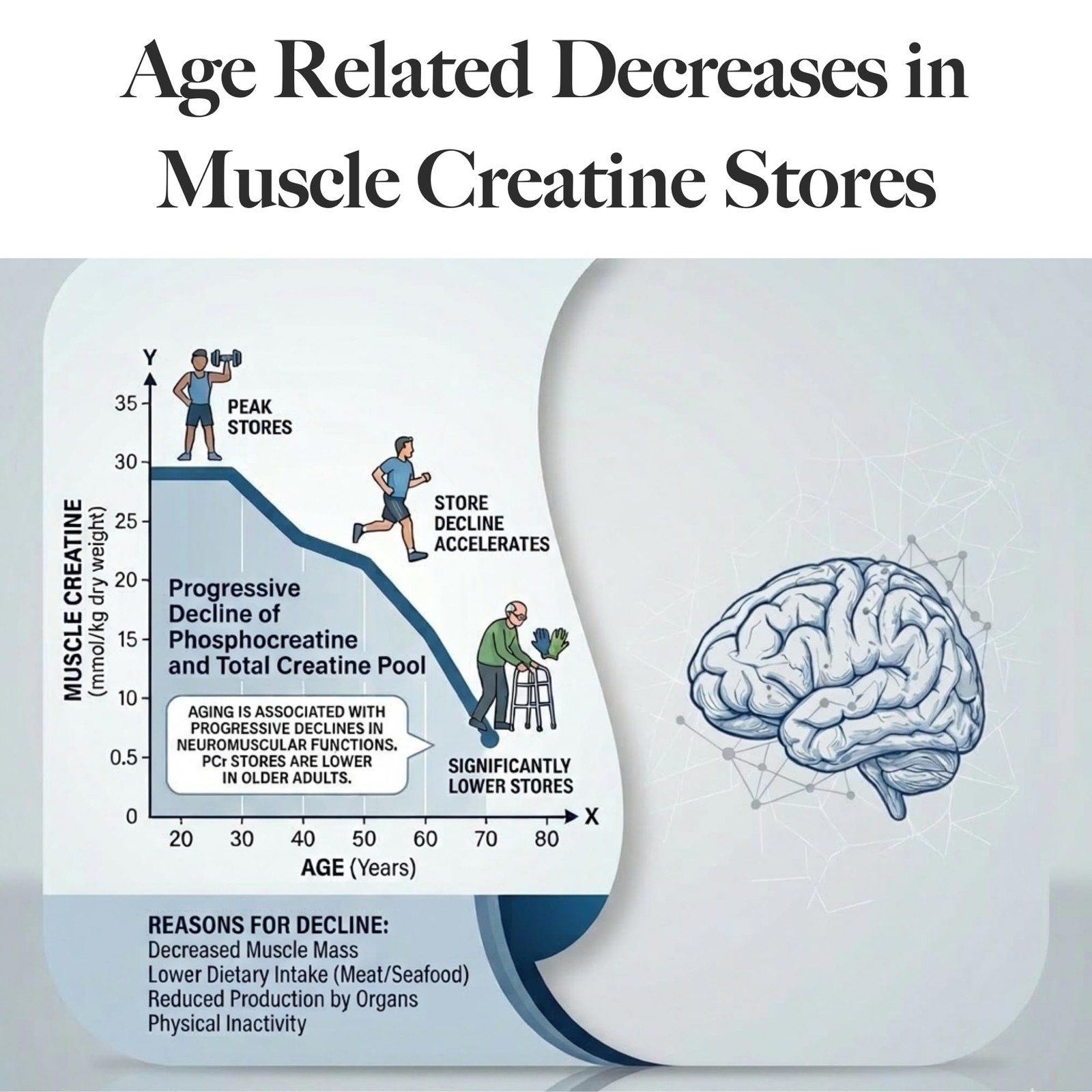 CreaBrainIQ High Dose Creatine Powder for Brain Health – 10g Per Serving – Su…