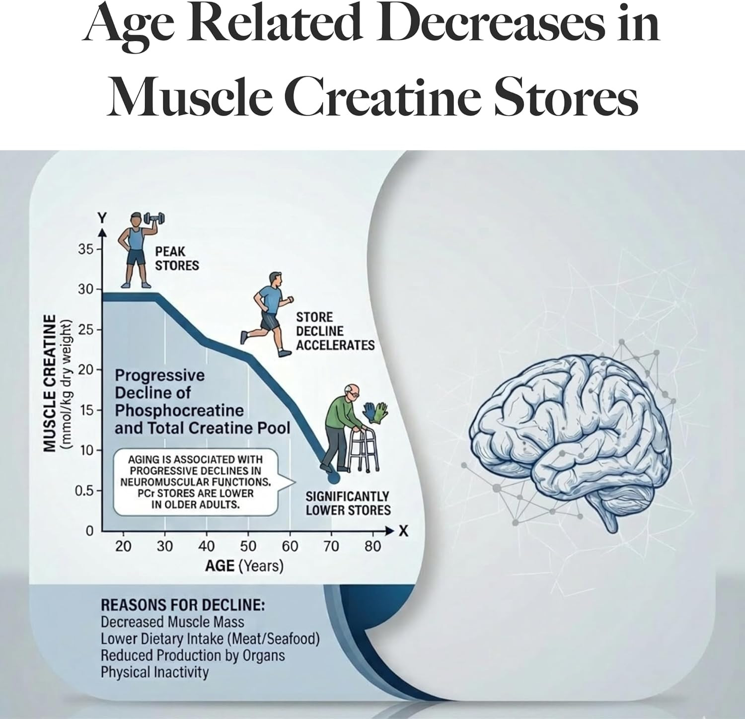 Creabrainiq High Dose Creatine Powder for Brain Health – 10G per Serving – Suppo