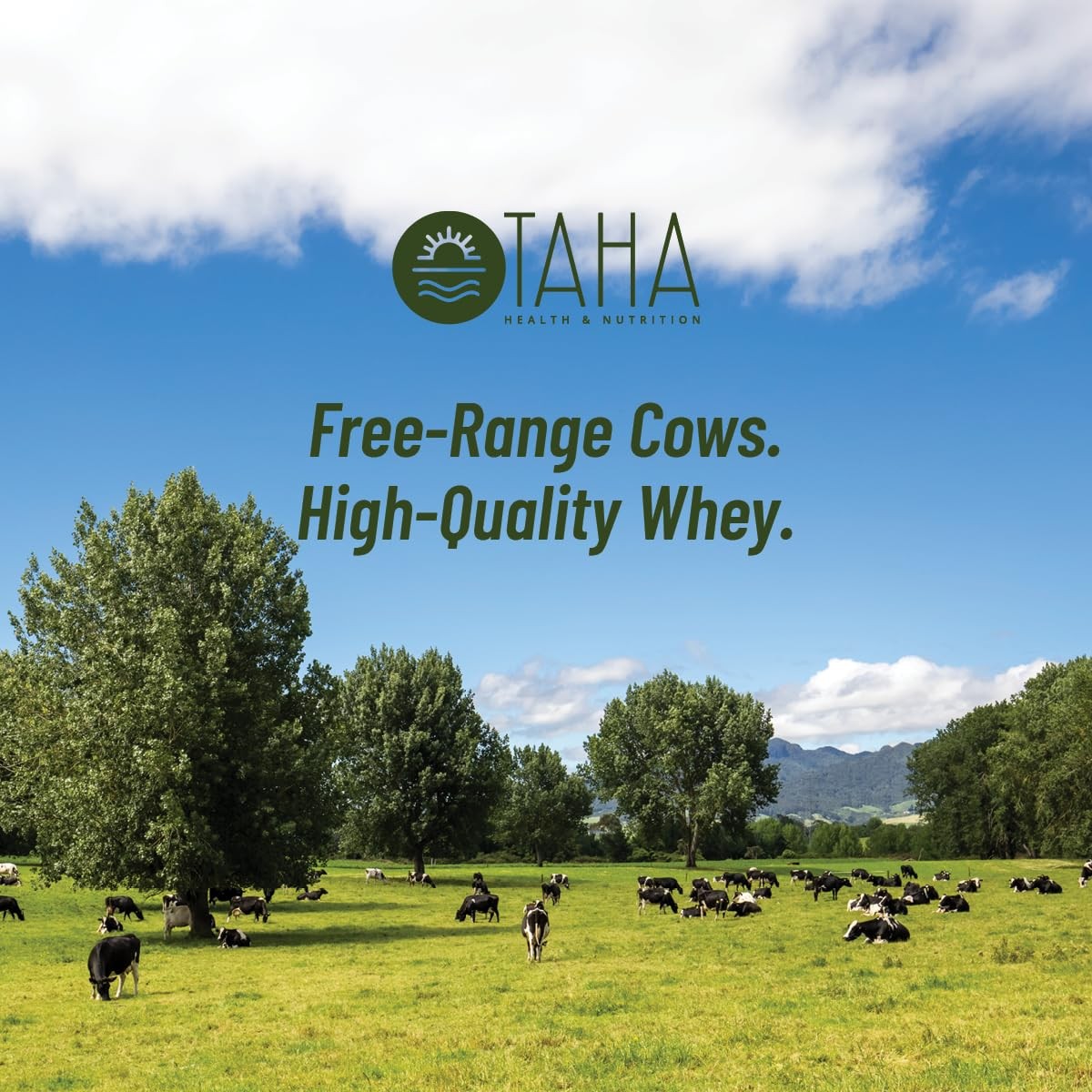 Taha Health & Nutrition Vanilla Whey Protein Isolate 2 Pound (Pack of 1)