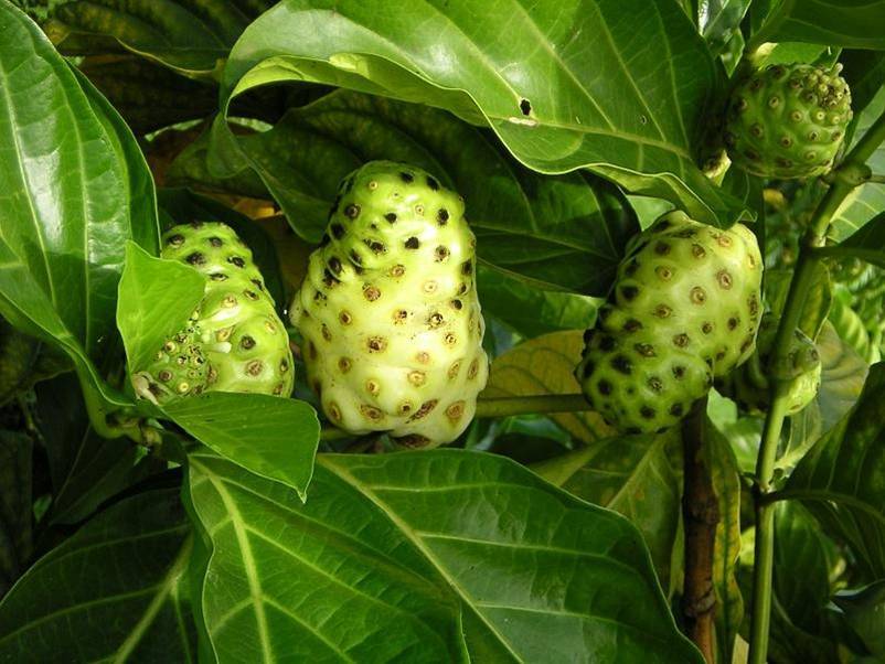 Antioxidant body lotion – NONI EXTRACT 500MG – 2B – noni capsules 1000mg