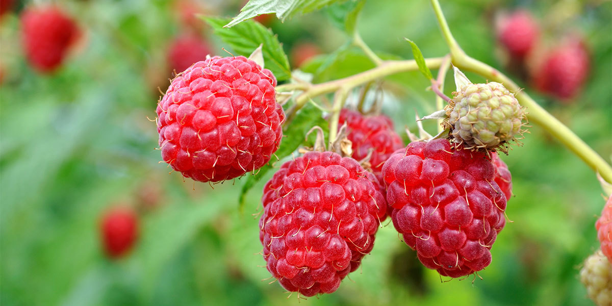 Antioxidant oil – RASPBERRY KETONES – ACAI BERRY COMBO – raspberry ketone drops