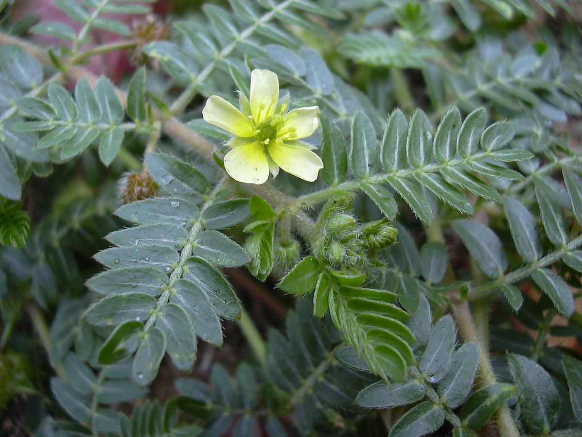naturally boost testosterone – TRIBULUS TERRESTRIS 45% – improve blood flow 2B