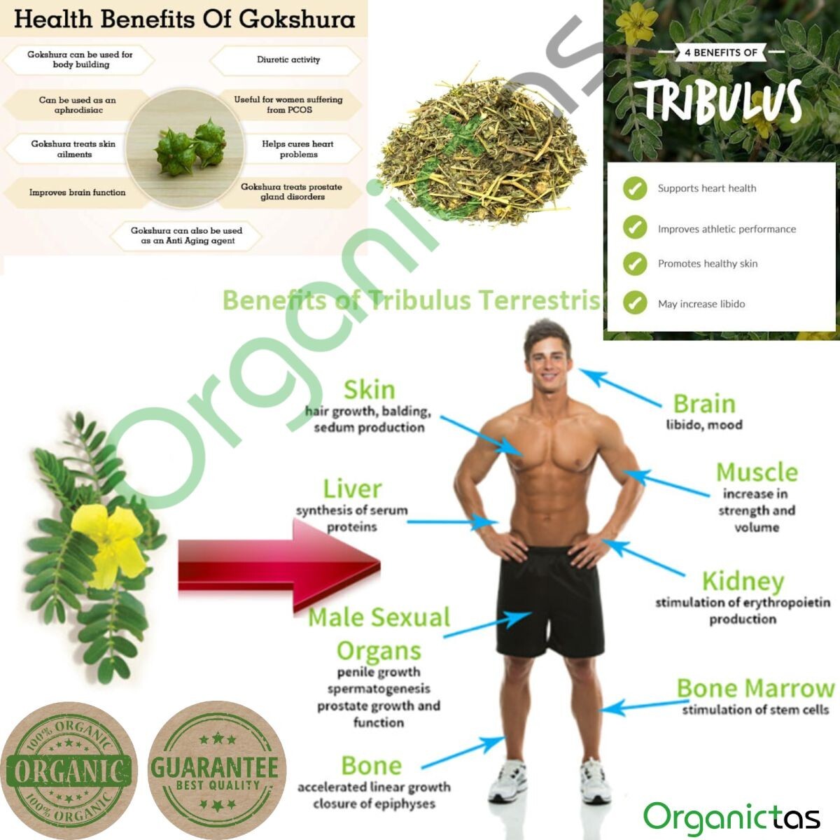 Best TRIBULUS TERRESTRIS Bodybuilding Tea for Men & Women Body Building, Detox .