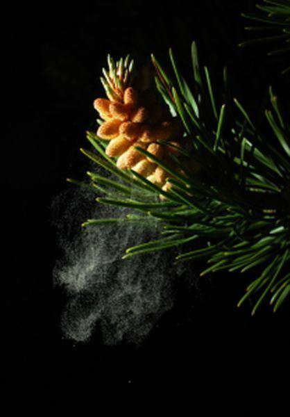 Pine Pollen 20:1 Extract Powder 50g – Wild Harvested Organic Super Extract