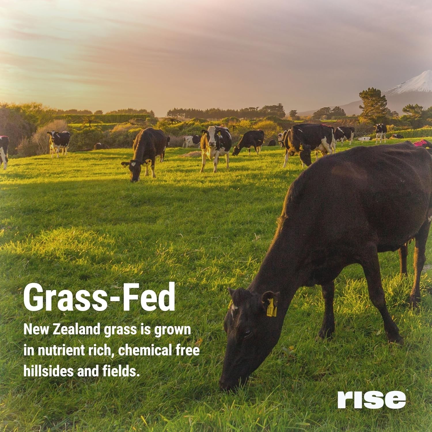 Rise Grass-Fed Whey Protein Powder – Vanilla | 25g Protein No Artificial Flavors